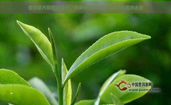 普洱茶方砖图片大全，欣多样风貌：普洱茶方砖图片大全