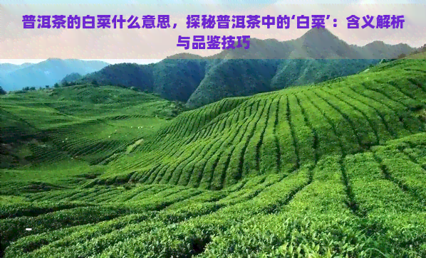 普洱茶的白菜什么意思，探秘普洱茶中的‘白菜’：含义解析与品鉴技巧