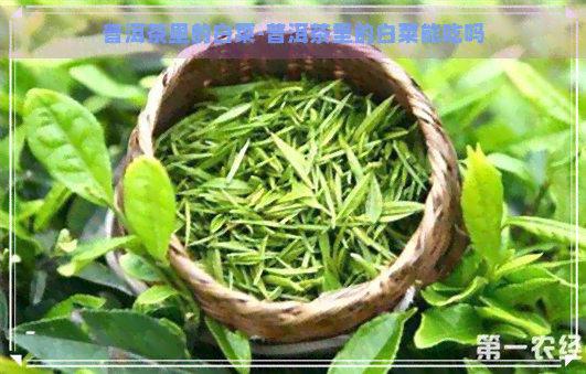 普洱茶里的白菜-普洱茶里的白菜能吃吗