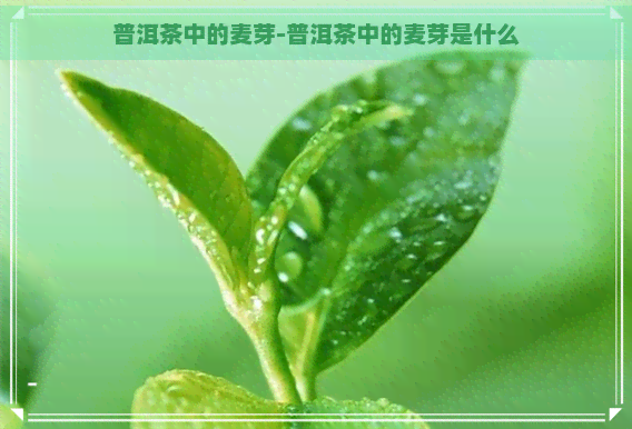 普洱茶中的麦芽-普洱茶中的麦芽是什么