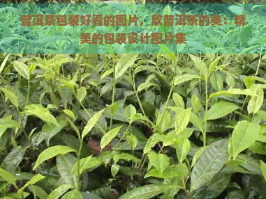 普洱茶包装好看的图片，欣普洱茶的美：精美的包装设计图片集