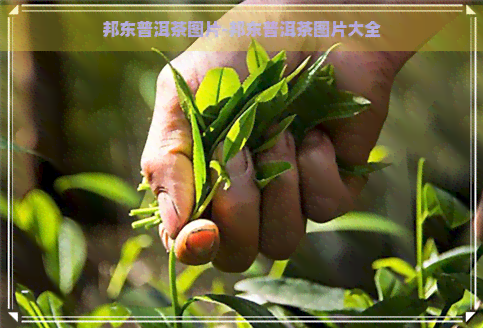 邦东普洱茶图片-邦东普洱茶图片大全