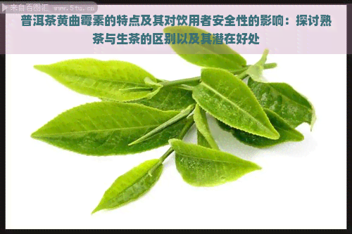 普洱茶黄曲霉素的特点及其对饮用者安全性的影响：探讨熟茶与生茶的区别以及其潜在好处