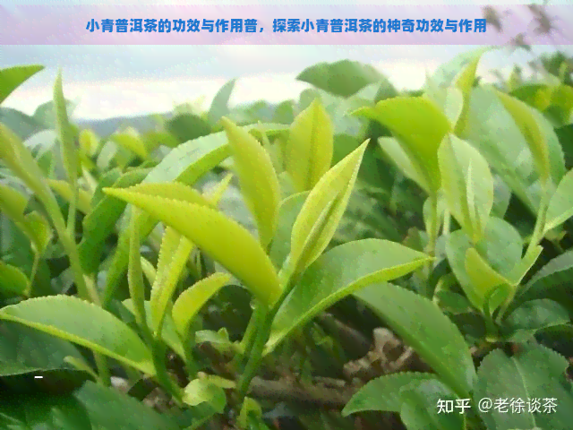 小青普洱茶的功效与作用普，探索小青普洱茶的神奇功效与作用