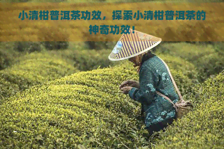 小清柑普洱茶功效，探索小清柑普洱茶的神奇功效！