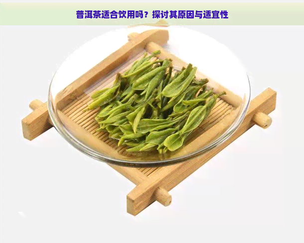 普洱茶适合饮用吗？探讨其原因与适宜性