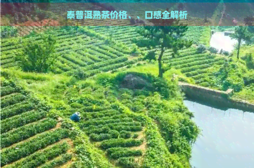 泰普洱熟茶价格、、口感全解析