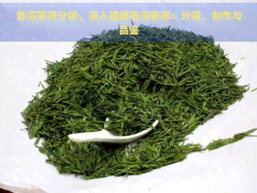 普洱茶菁分级，深入理解普洱茶菁：分级、制作与品鉴