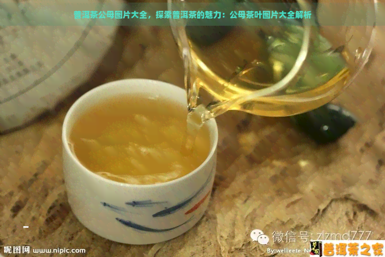 普洱茶公母图片大全，探索普洱茶的魅力：公母茶叶图片大全解析