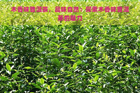 木香味普洱茶，品味自然：探索木香味普洱茶的魅力