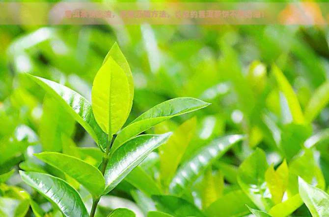 普洱茶饼出油，掌握正确方法，让你的普洱茶饼不再出油！