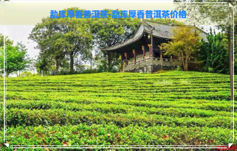 勐库厚香普洱茶-勐库厚香普洱茶价格