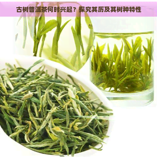 古树普洱茶何时兴起？探究其历及其树种特性