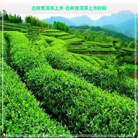 古树普洱茶上市-古树普洱茶上市时间