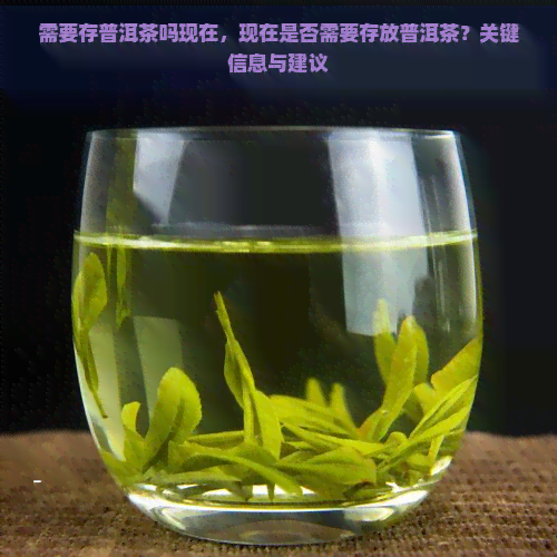 需要存普洱茶吗现在，现在是否需要存放普洱茶？关键信息与建议