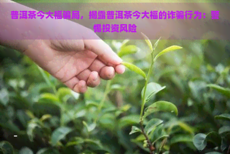 普洱茶今大福骗局，揭露普洱茶今大福的诈骗行为：警惕投资风险