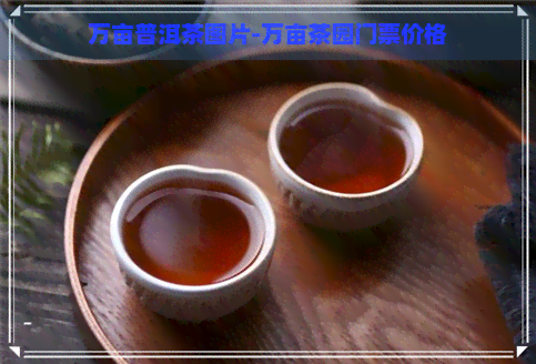 万亩普洱茶图片-万亩茶园门票价格