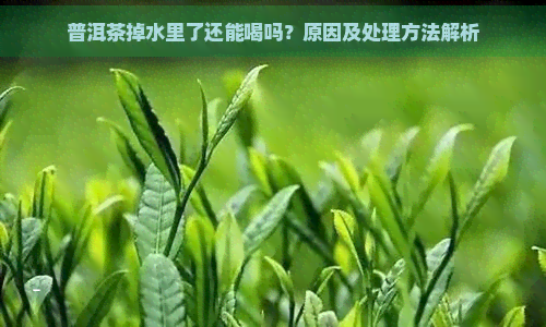 普洱茶掉水里了还能喝吗？原因及处理方法解析