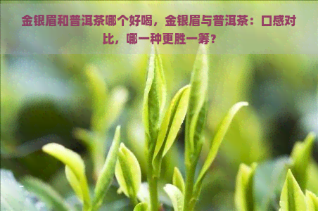 金银眉和普洱茶哪个好喝，金银眉与普洱茶：口感对比，哪一种更胜一筹？