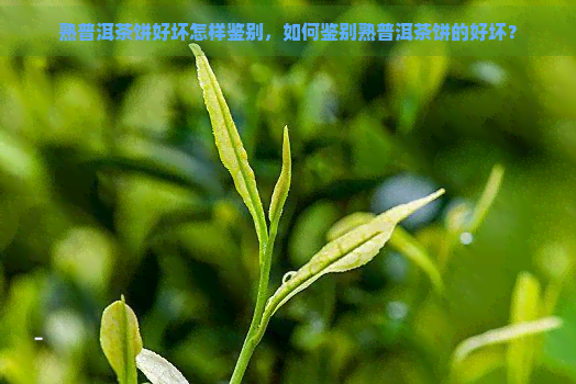 熟普洱茶饼好坏怎样鉴别，如何鉴别熟普洱茶饼的好坏？