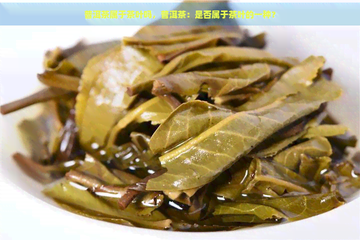 普洱茶属于茶叶吗，普洱茶：是否属于茶叶的一种？