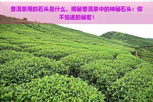 普洱茶用的石头是什么，揭秘普洱茶中的神秘石头：你不知道的秘密！