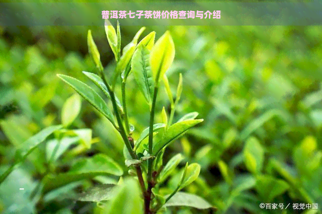 普洱茶七子茶饼价格查询与介绍