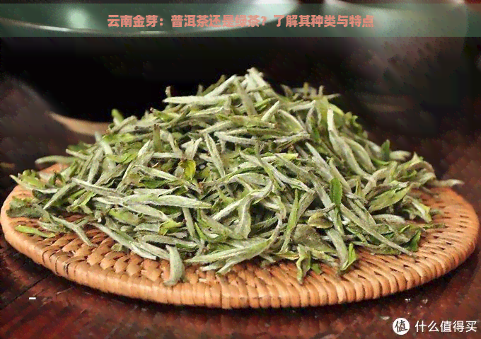 云南金芽：普洱茶还是绿茶？了解其种类与特点