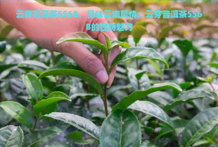 云芽普洱茶5568，品味云南风情：云芽普洱茶5568的独特魅力