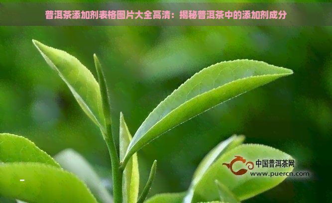 普洱茶添加剂表格图片大全高清：揭秘普洱茶中的添加剂成分