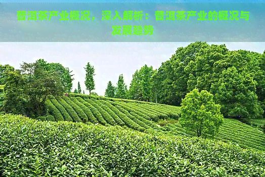 普洱茶产业概况，深入解析：普洱茶产业的概况与发展趋势