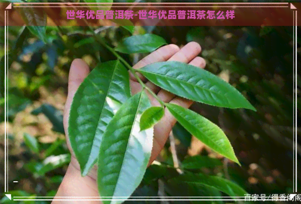 世华优品普洱茶-世华优品普洱茶怎么样