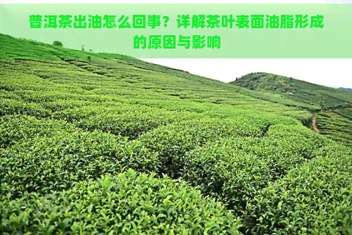 普洱茶出油怎么回事？详解茶叶表面油脂形成的原因与影响