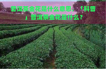 普洱茶金花是什么意思，「科普」普洱茶金花是什么？