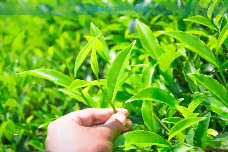 熟普洱茶糯香：功效与作用探析