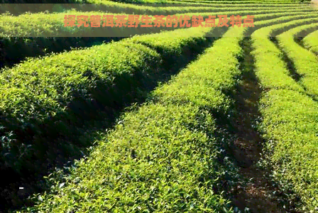 探究普洱茶野生茶的优缺点及特点