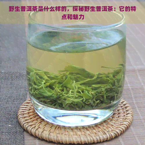 野生普洱茶是什么样的，探秘野生普洱茶：它的特点和魅力