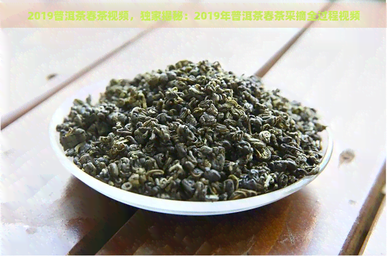 2019普洱茶春茶视频，独家揭秘：2019年普洱茶春茶采摘全过程视频