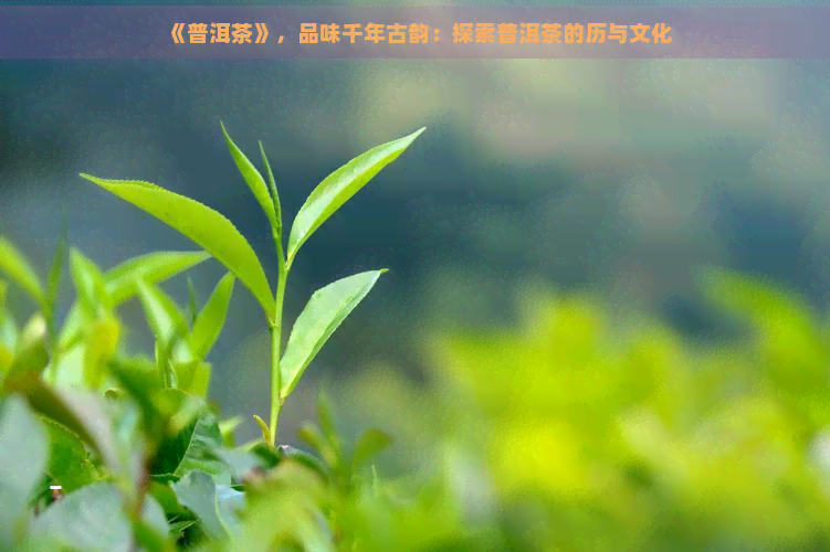 《普洱茶》，品味千年古韵：探索普洱茶的历与文化