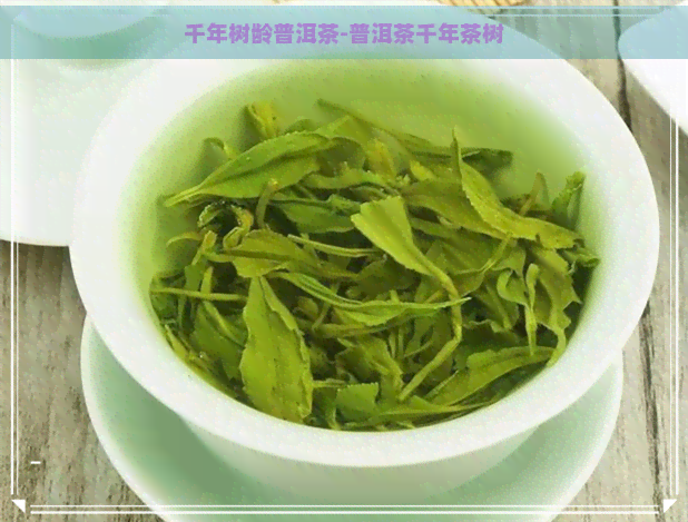 千年树龄普洱茶-普洱茶千年茶树