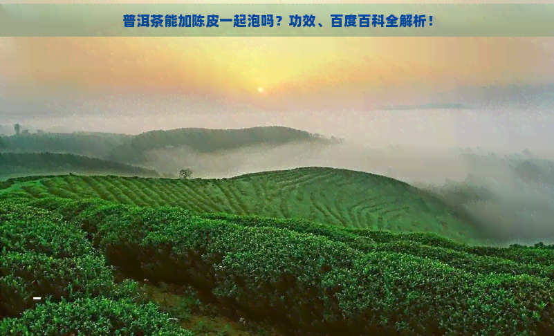 普洱茶能加陈皮一起泡吗？功效、百度百科全解析！