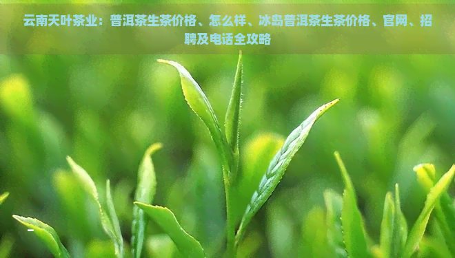 云南天叶茶业：普洱茶生茶价格、怎么样、冰岛普洱茶生茶价格、官网、招聘及电话全攻略