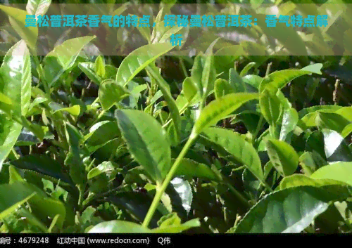 曼松普洱茶香气的特点，探秘曼松普洱茶：香气特点解析