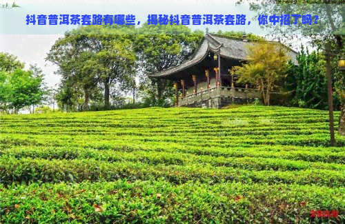 抖音普洱茶套路有哪些，揭秘抖音普洱茶套路，你中招了吗？