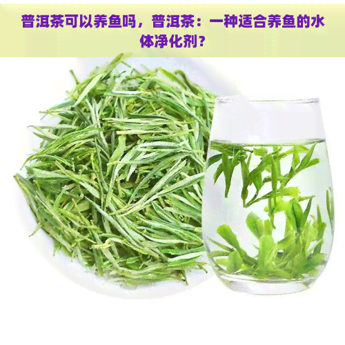 普洱茶可以养鱼吗，普洱茶：一种适合养鱼的水体净化剂？