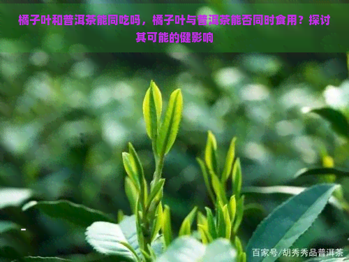 橘子叶和普洱茶能同吃吗，橘子叶与普洱茶能否同时食用？探讨其可能的健影响