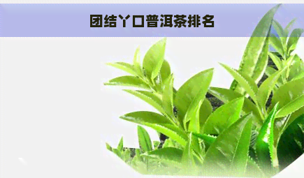 团结丫口普洱茶排名