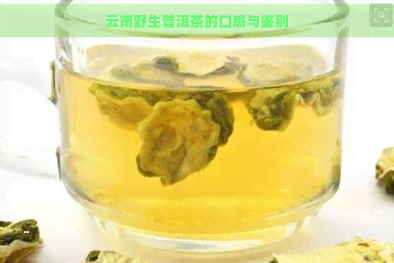 云南野生普洱茶的口感与鉴别