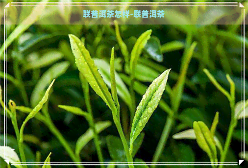 联普洱茶怎样-联普洱茶