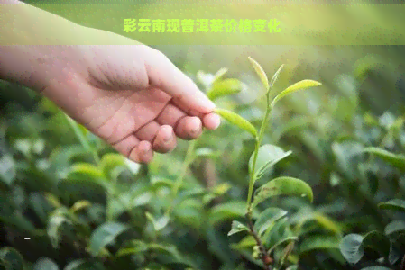 彩云南现普洱茶价格变化